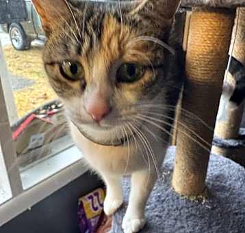 Photo of Whitee - (Must be adopted w/Trudy)