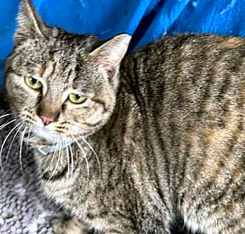 Photo of Trudy - (Must be adopted w/Whitee)