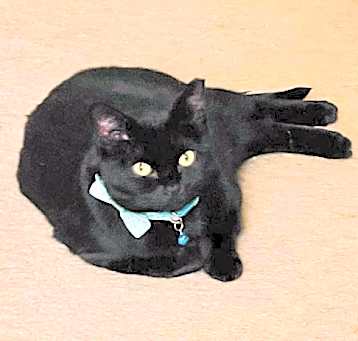 Photo of Sumi