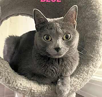 Photo of Blue-in foster care