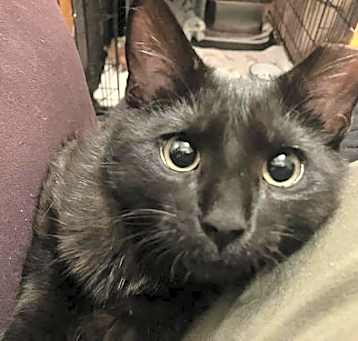 Photo of Fiddle