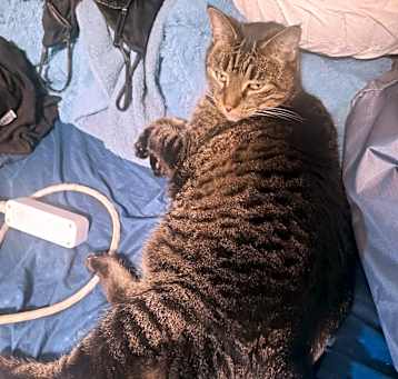 Photo of Pepper Doodles/Pep Pep