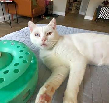 Photo of Jellybean