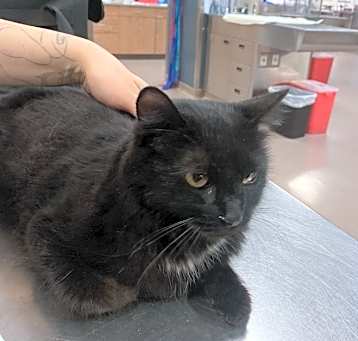 Photo of Petunia