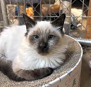 Photo of Strudel  (BONDED PAIR)