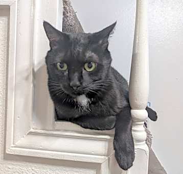 Photo of Gordo