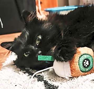 Photo of Delilah