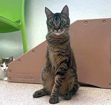 Photo of Bob the Bobcat