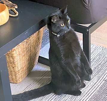 Photo of Morticia