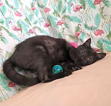 Photo of Sybil