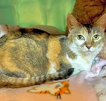 Photo of Pebbles - Purr Machine
