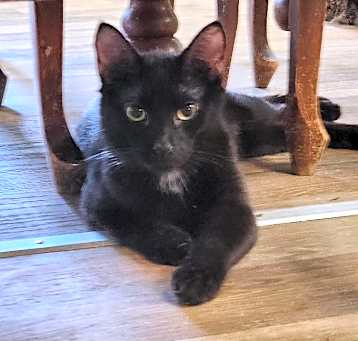 Photo of Cat 26256 (Sasha)
