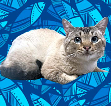 Photo of Cobalt