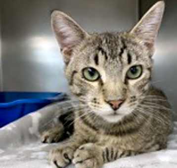 Photo of Squeakers(Foster Care)