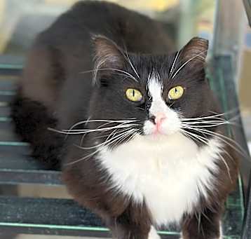 Photo of Otis