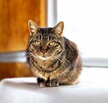 Photo of Shelby