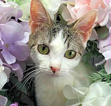 Photo of Primrose