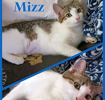 Photo of Mizz