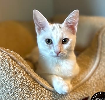 Photo of Domino