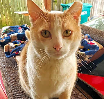 Photo of Cream Puff