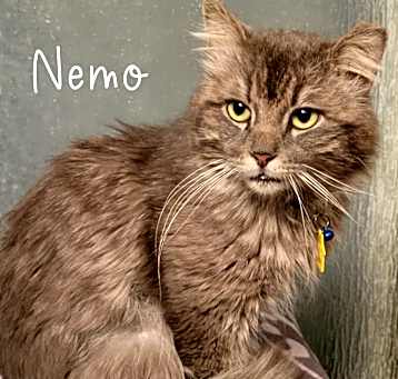 Photo of Nemo
