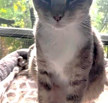 Photo of Pancake