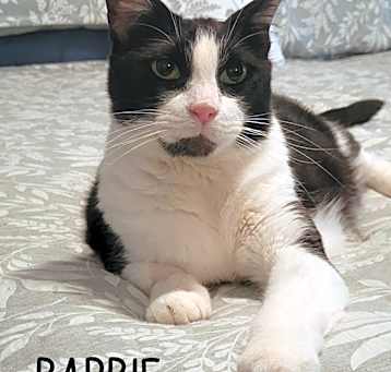 Photo of Barbie