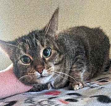 Photo of MAGGIE