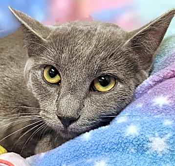 Photo of Jenny- RC PetSmart