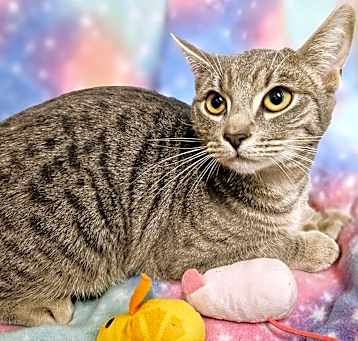 Photo of Abby- RC PetSmart