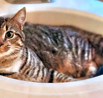 Photo of BenBen