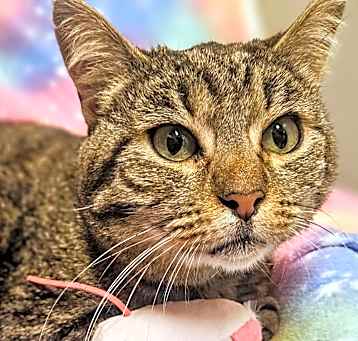 Photo of Sasha- RC PetSmart