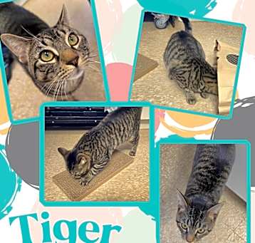 Photo of Tiger