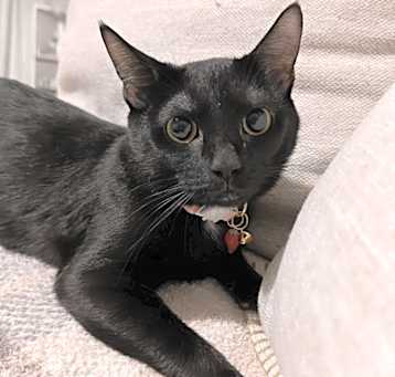Photo of Luna