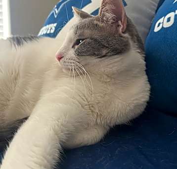 Photo of Juno