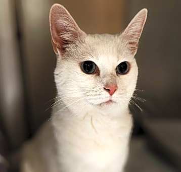Photo of Smidge