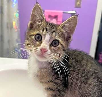 Photo of Boba