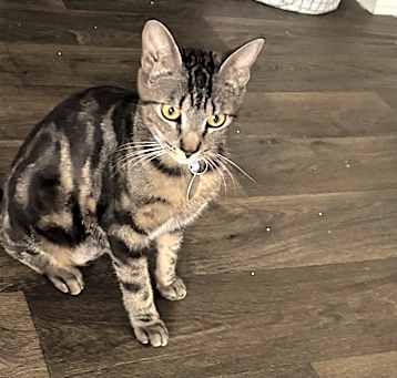 Photo of Gema