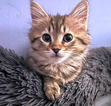 Photo of Blossom