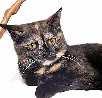 Photo of Hallie