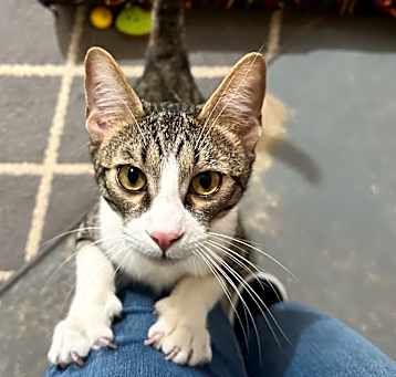 Photo of Fonzy