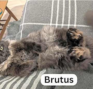 Photo of Brutus - Gentle Playful Soul!