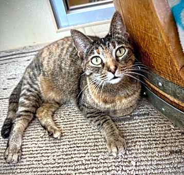 Photo of Magenta