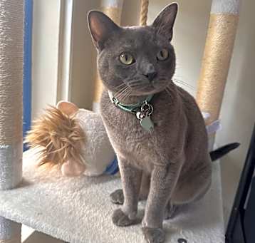 Photo of Hisoka
