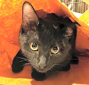 Photo of Pickles