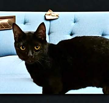 Photo of Archie