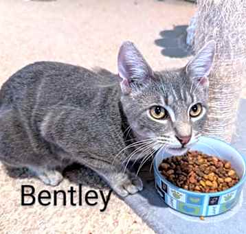 Photo of BENTLEY