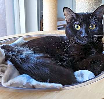 Photo of Loki