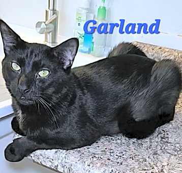 Photo of Garland