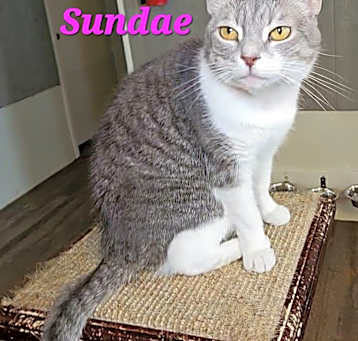 Photo of Sundae